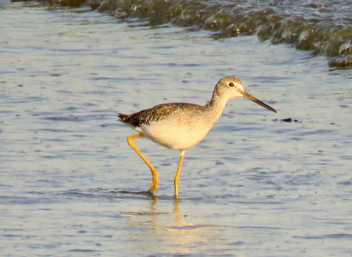 Greater Yellowlegs - ML609557323