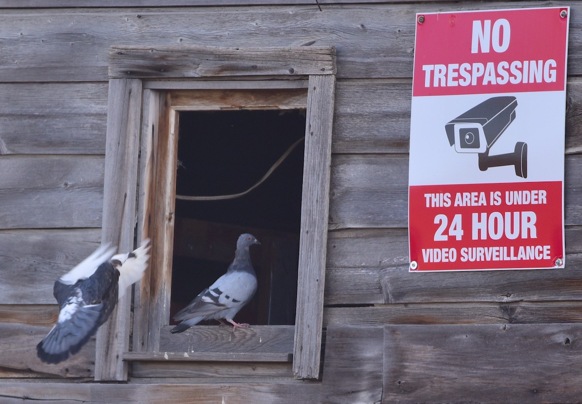 Rock Pigeon (Feral Pigeon) - ML609557341