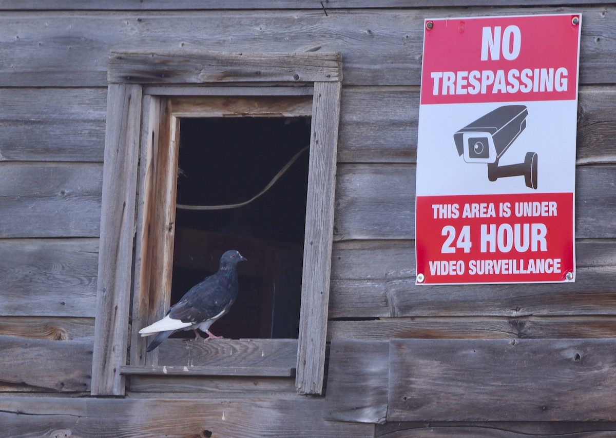 Rock Pigeon (Feral Pigeon) - ML609557342