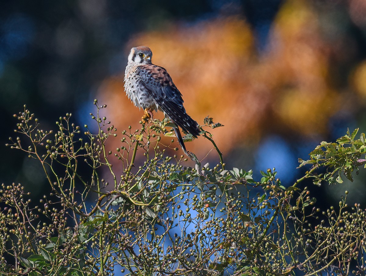 American Kestrel - ML609557369