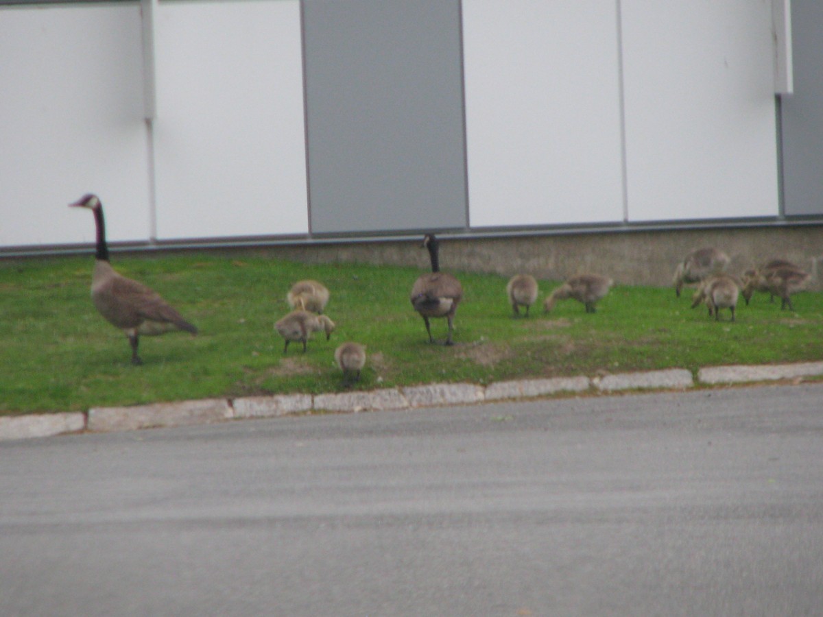 Canada Goose - ML60955771