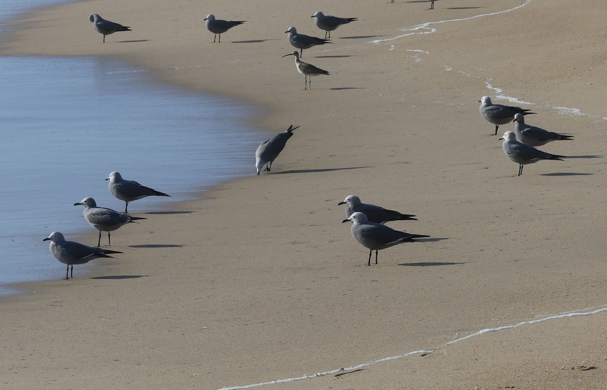 Gray Gull - ML609557806