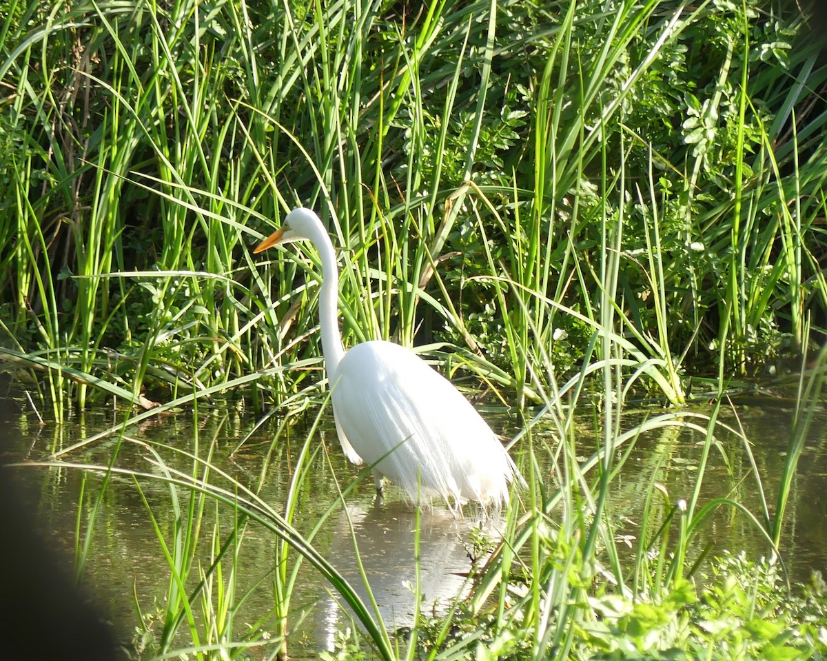 Great Egret - ML609557835