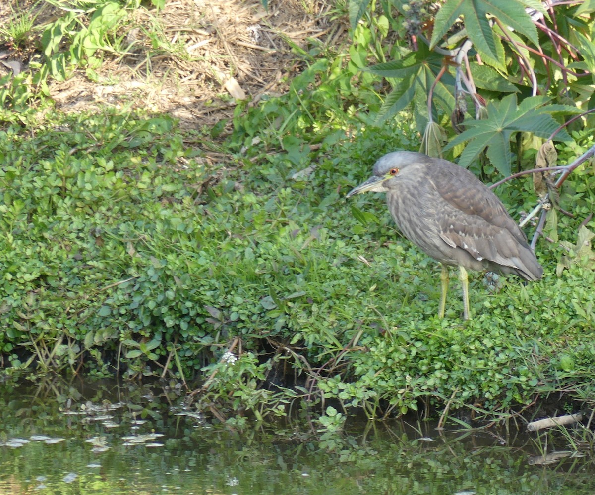 Black-crowned Night Heron - ML609557863