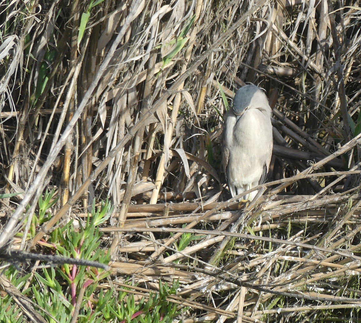 Black-crowned Night Heron - ML609557864