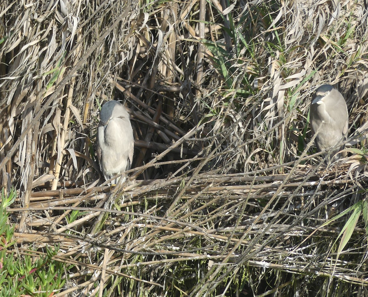 Black-crowned Night Heron - ML609557865