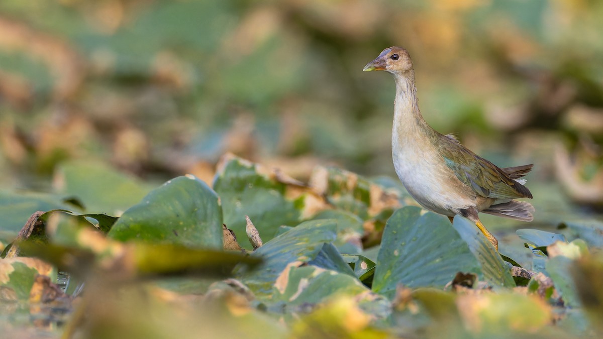 Purple Gallinule - ML609557899