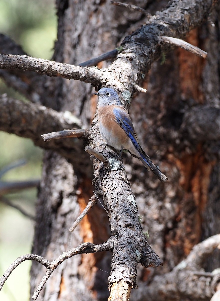 Western Bluebird - ML609557929