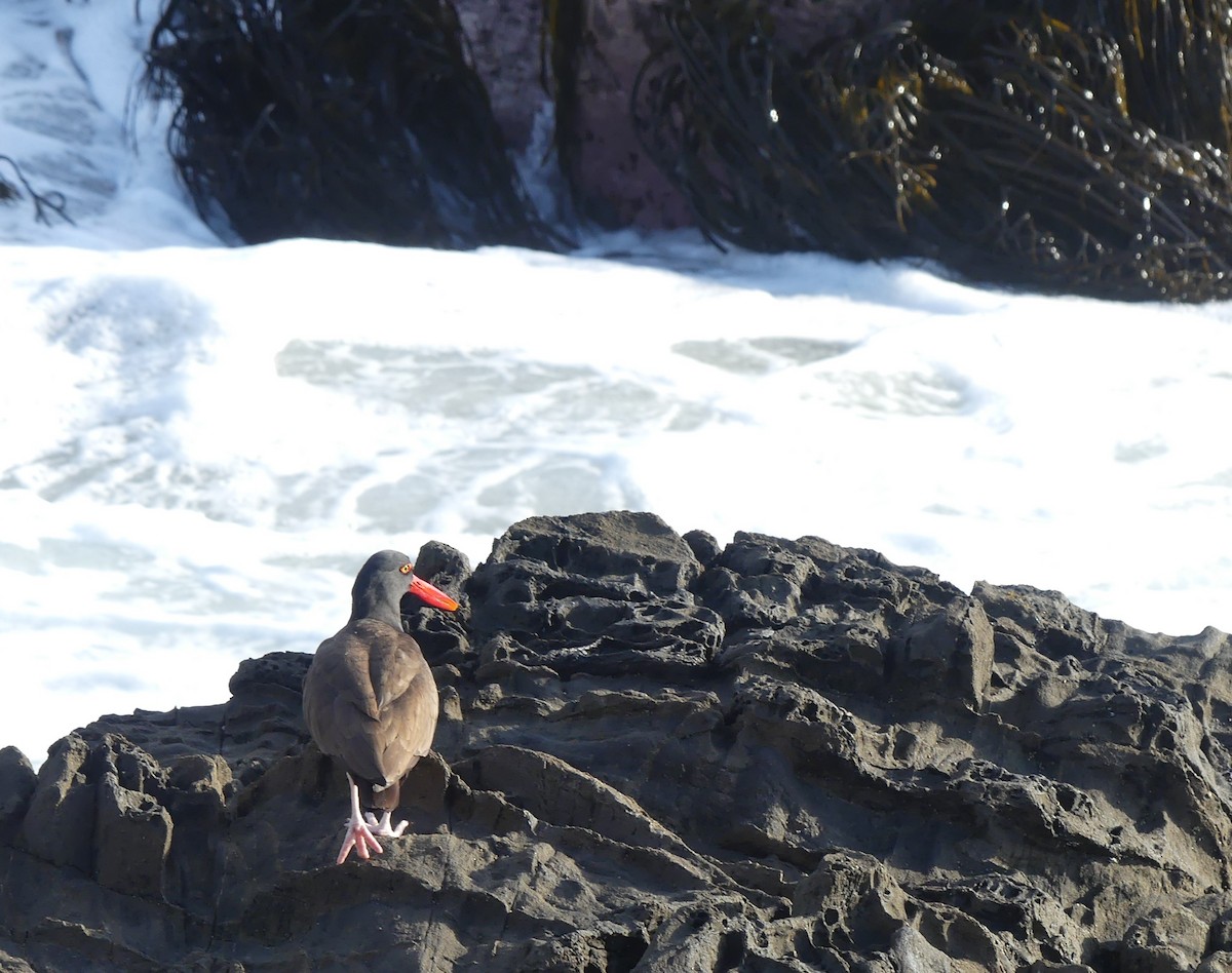 Blackish Oystercatcher - ML609557945