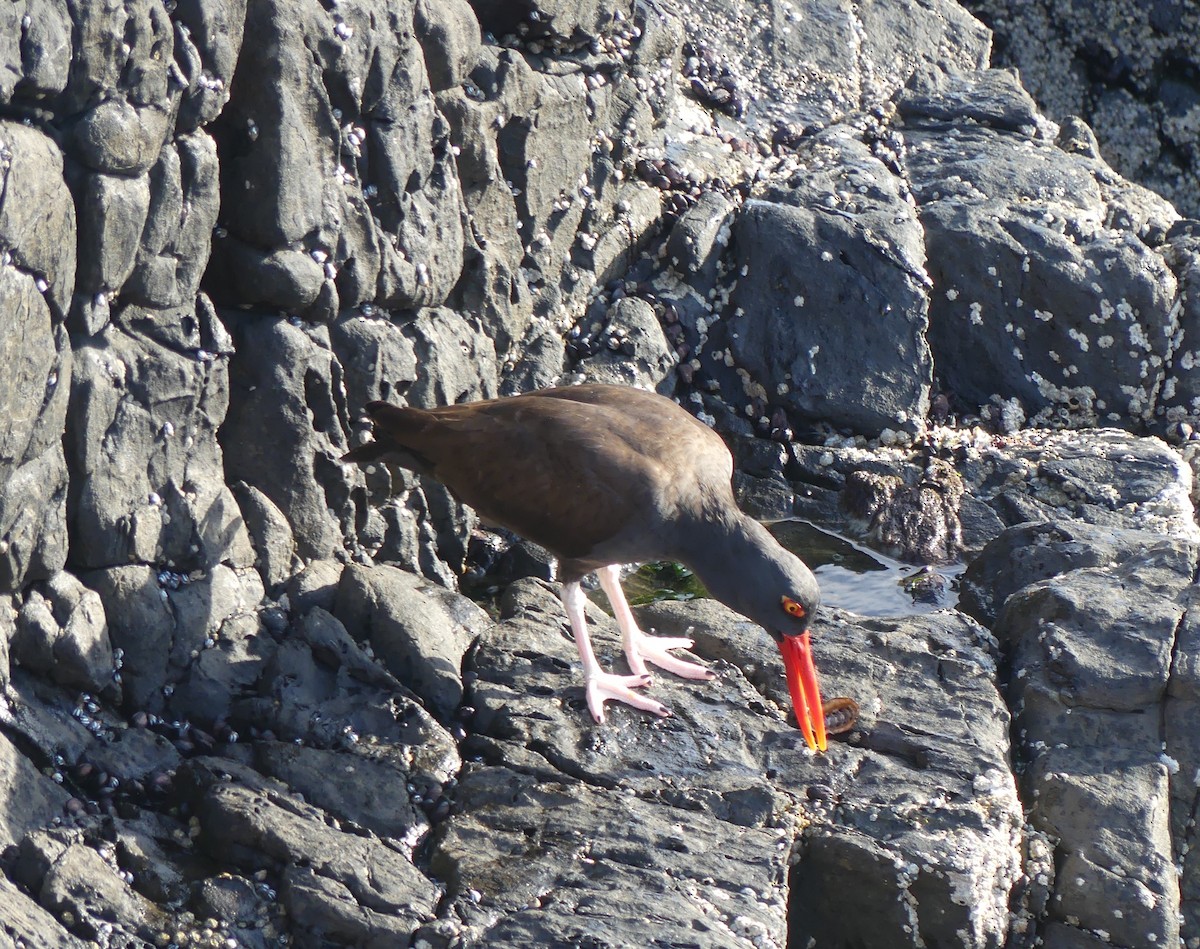 Blackish Oystercatcher - ML609557946