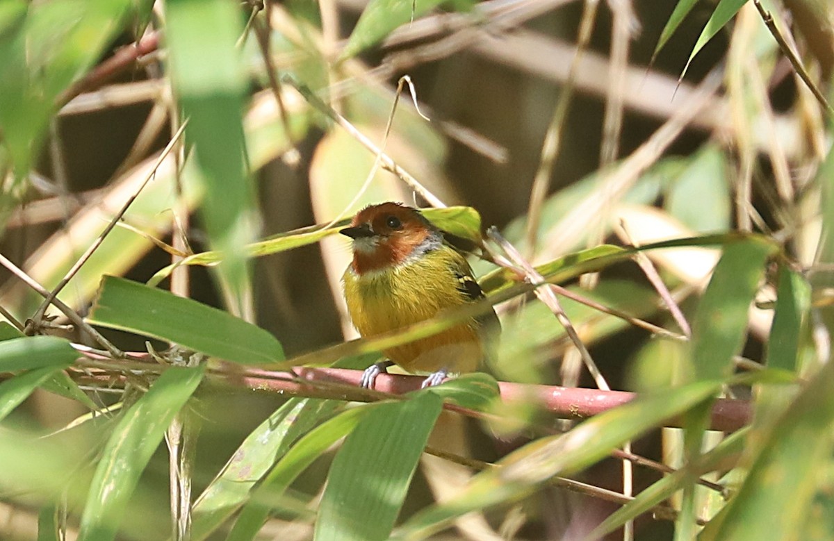 Johnson's Tody-Flycatcher - ML609557986