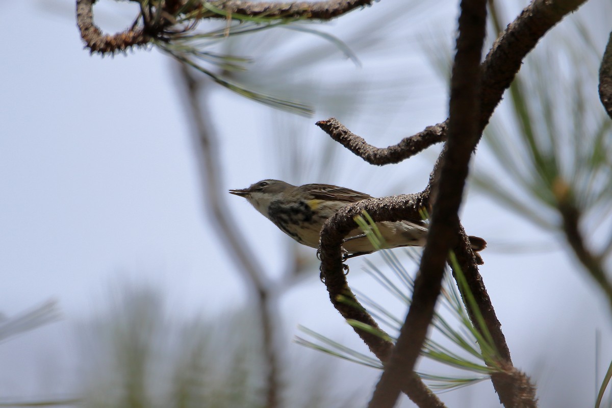 Yellow-rumped Warbler (Myrtle) - ML609557999