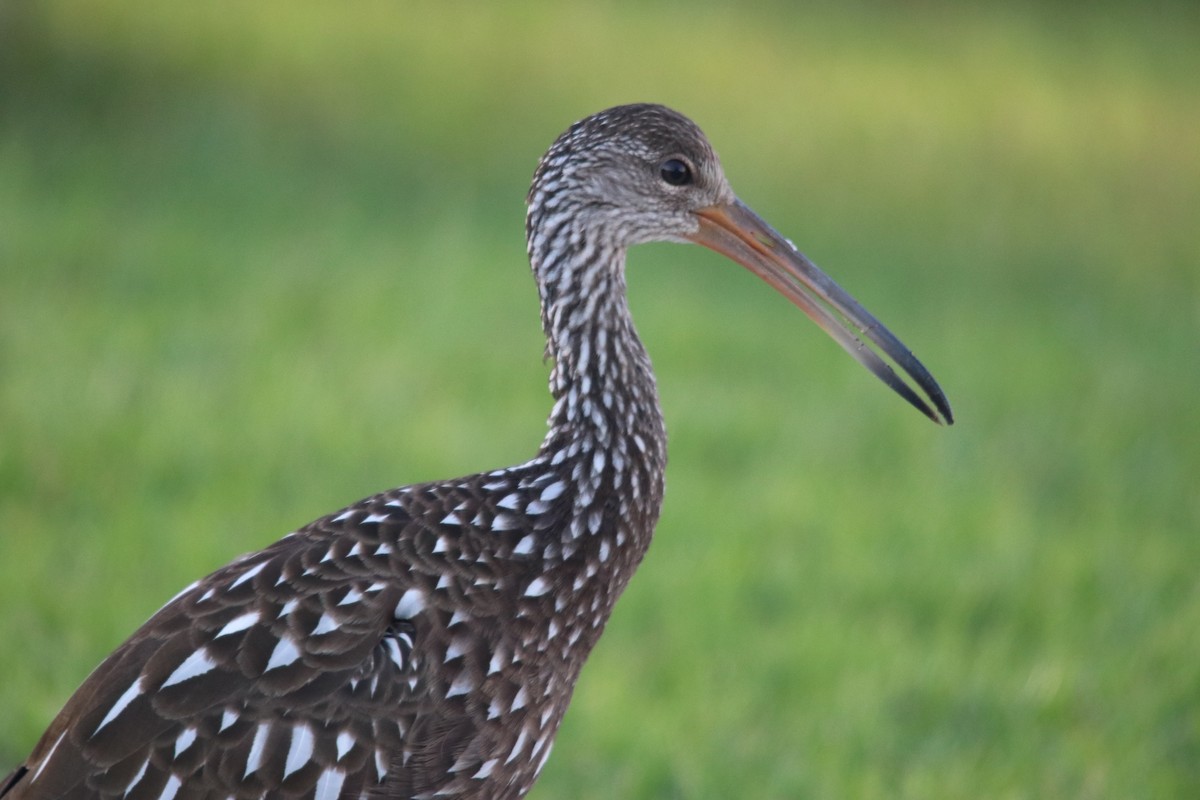 Limpkin - ML609558044