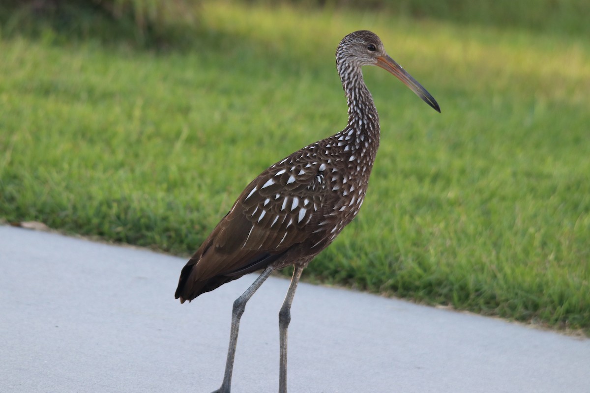 Limpkin - ML609558070