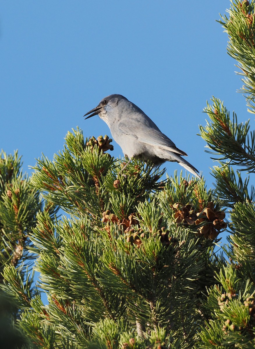 Pinyon Jay - ML609558084