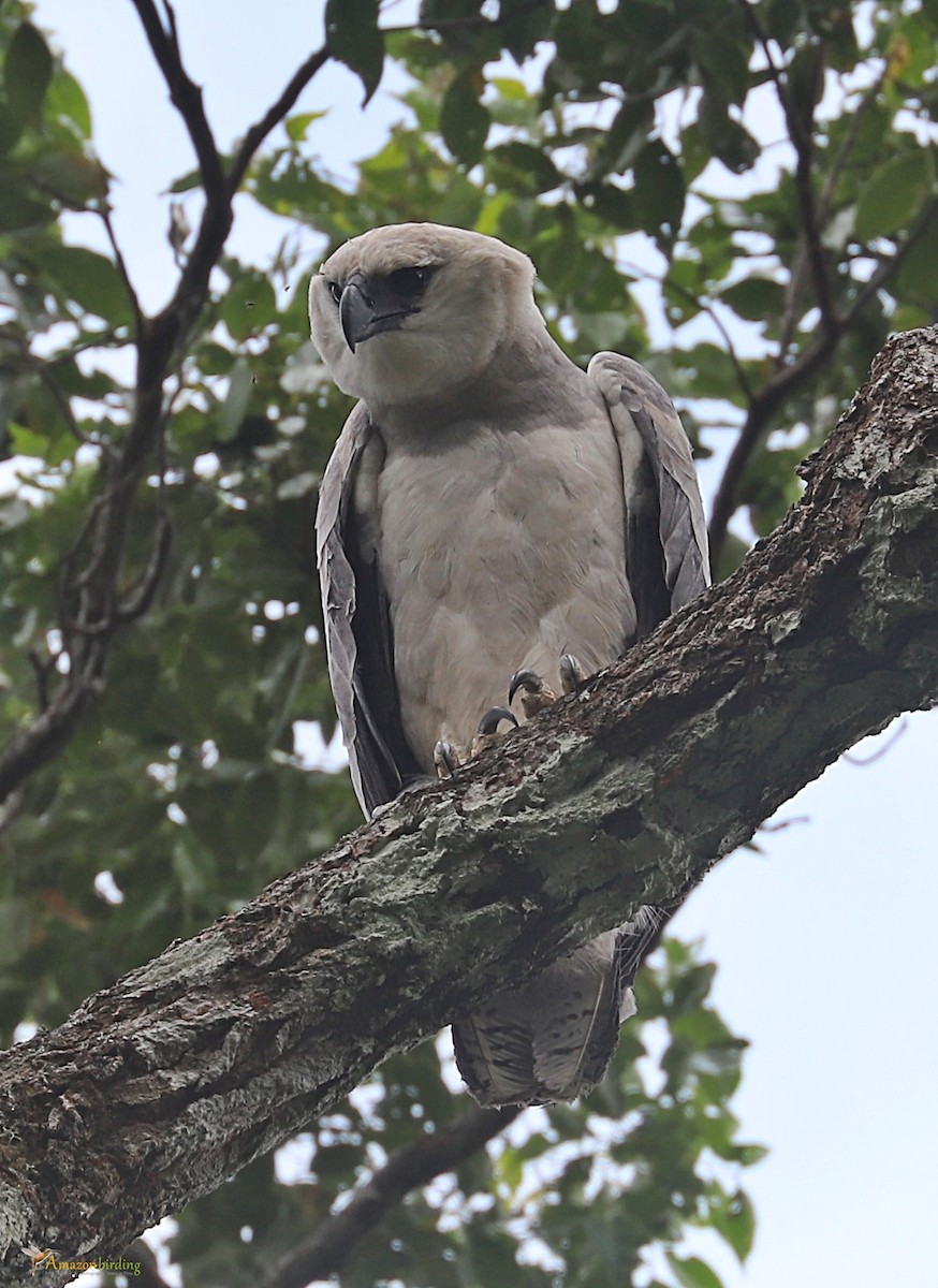 Harpy Eagle - ML609558085