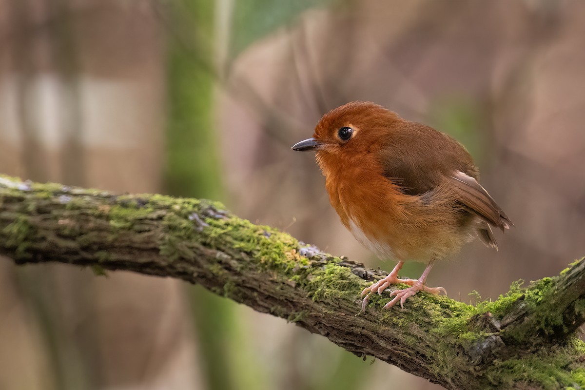 Rusty-breasted Antpitta - ML609558086