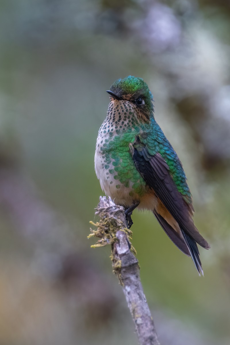 Purple-backed Thornbill - Johnnier Arango 🇨🇴 theandeanbirder.com