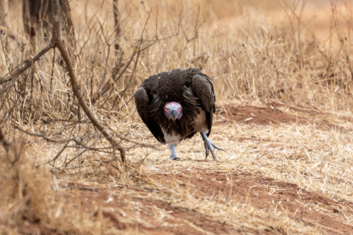 Lappet-faced Vulture - ML609558165