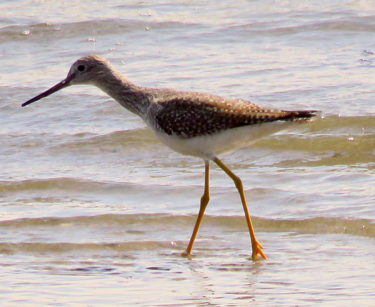 Greater Yellowlegs - ML609558191