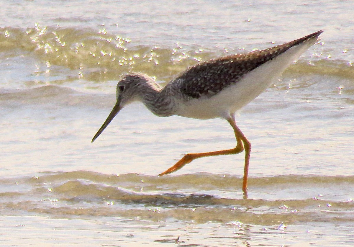 Greater Yellowlegs - ML609558195