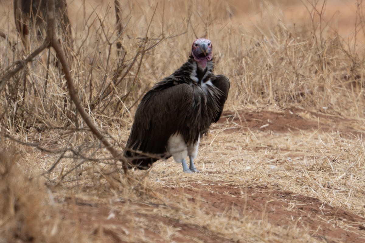 Lappet-faced Vulture - ML609558196