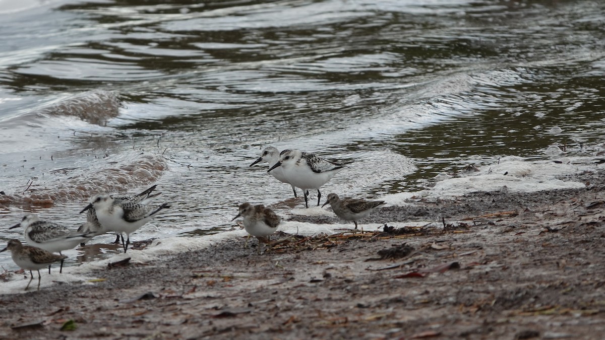 Sanderling - ML609558343