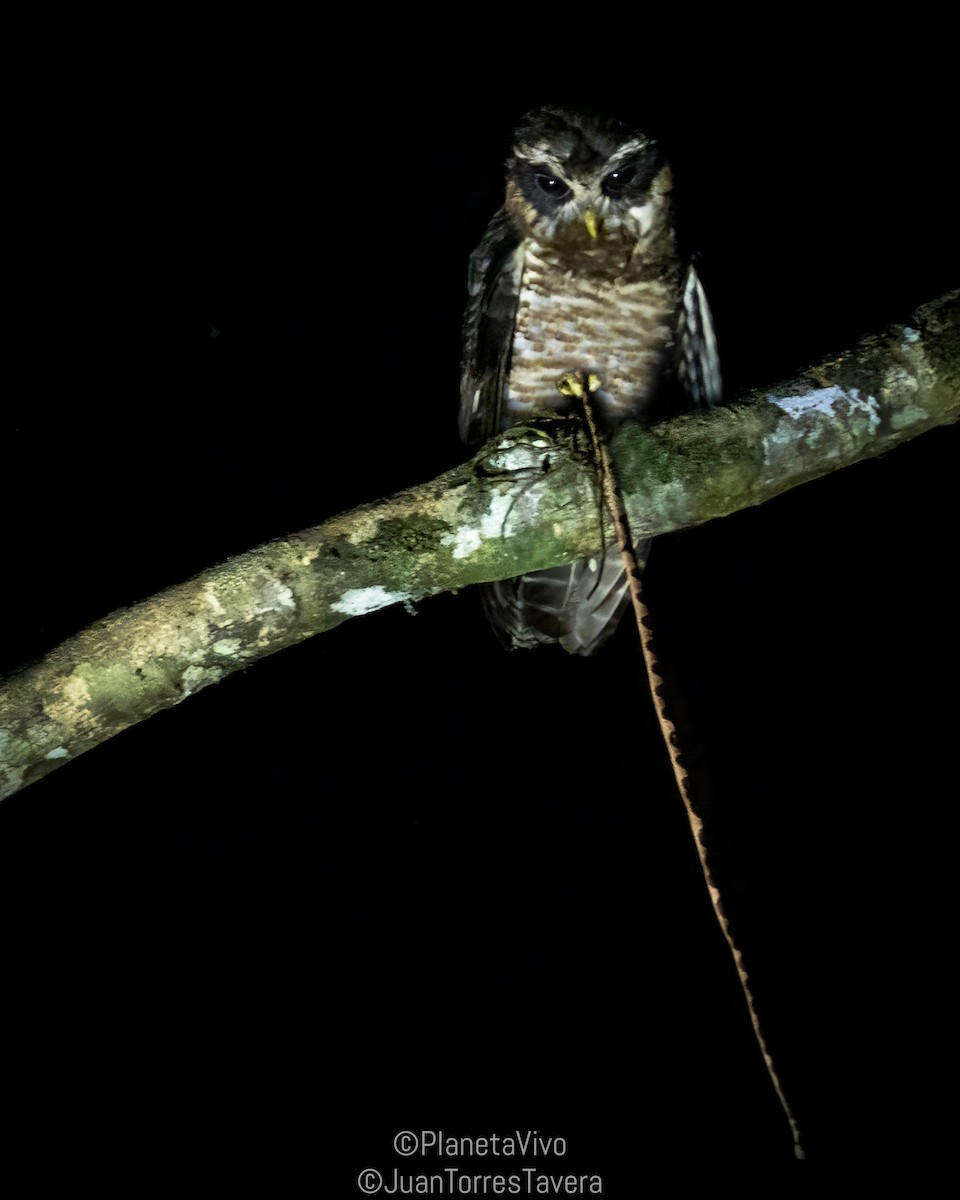 Photos - Band-bellied Owl - Pulsatrix melanota - Birds of the World