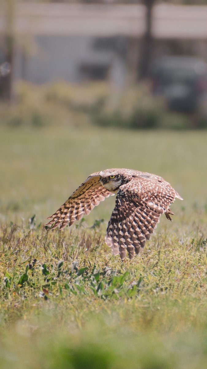 Burrowing Owl - Jorge Neira Jabalquinto