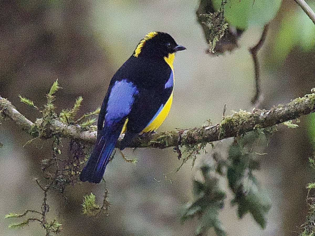 Blue-winged Mountain Tanager (Bolivian) - ML609558476