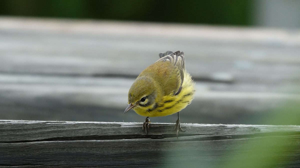 Prairie Warbler - ML609558486