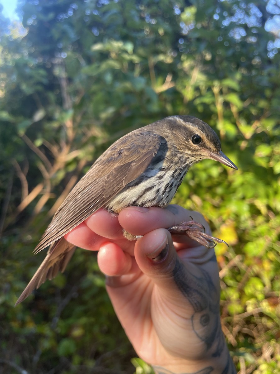 Northern Waterthrush - Lauren Grimes