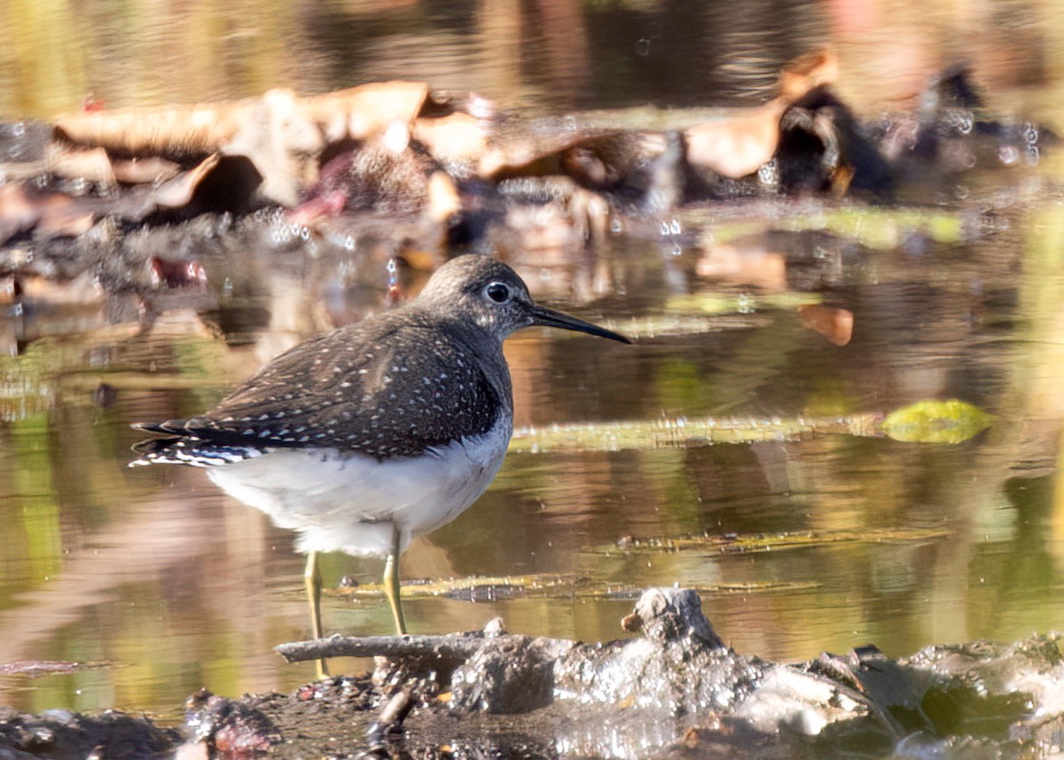 Solitary Sandpiper - ML609558617