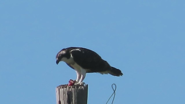 Águila Pescadora - ML609558669