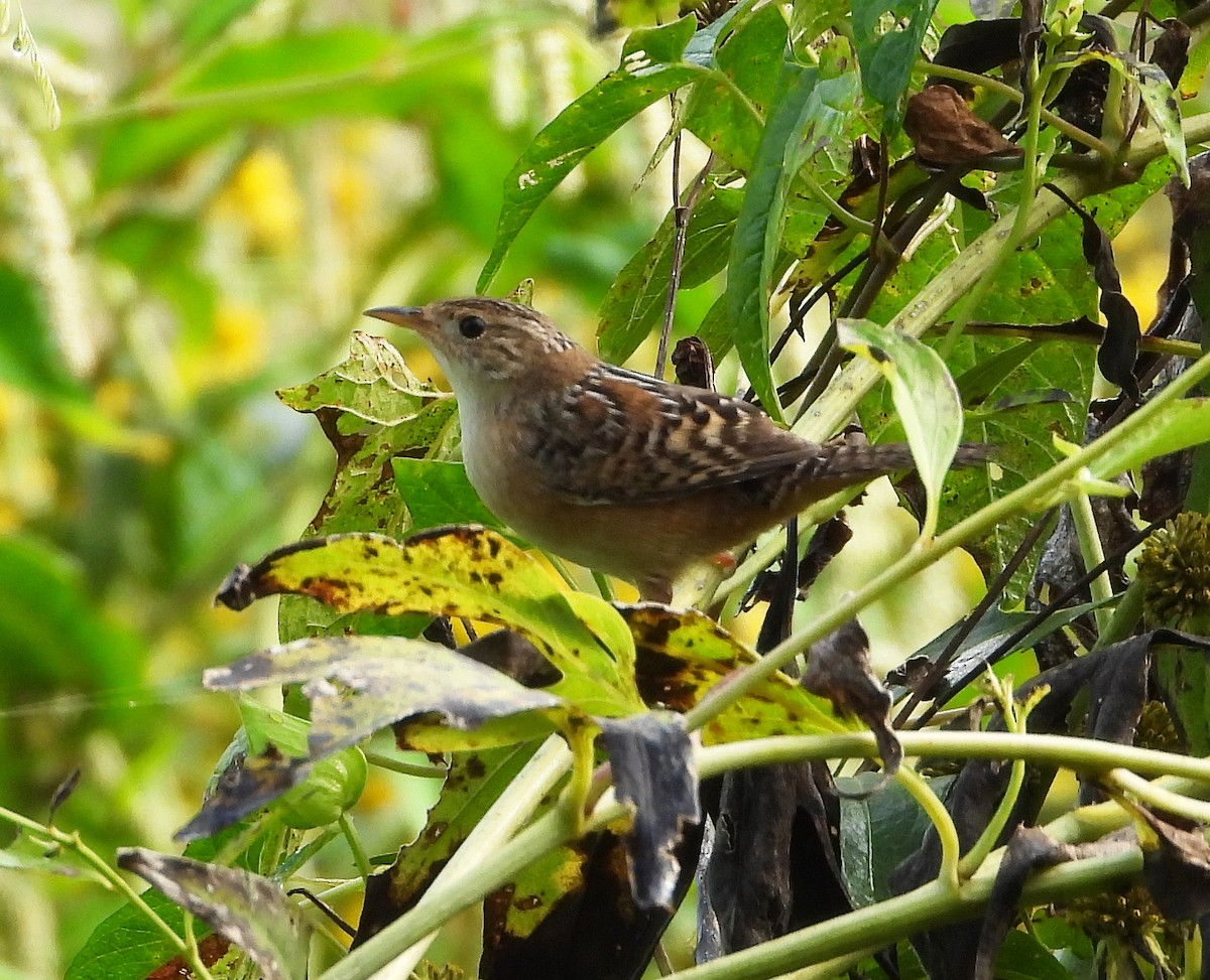 Sedge Wren - Gary Graves