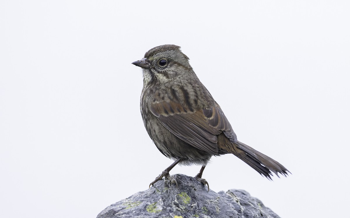 Song Sparrow - ML609558829