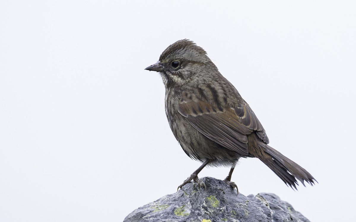 Song Sparrow - ML609558830