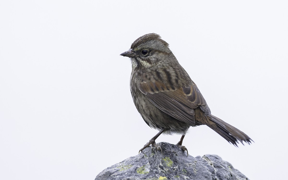 Song Sparrow - ML609558832