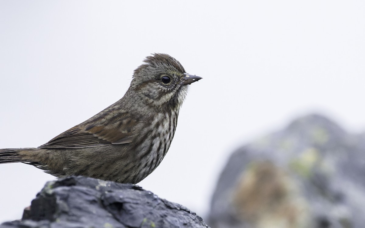 Song Sparrow - ML609558834