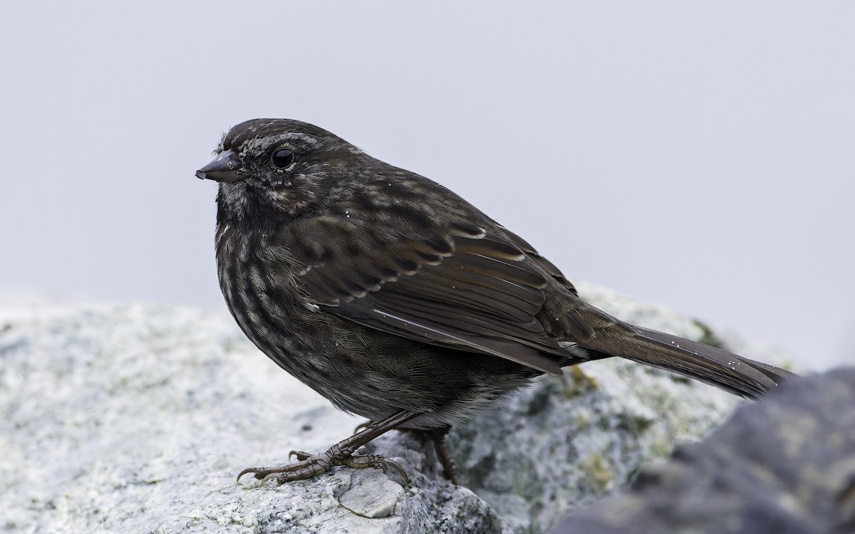 Song Sparrow - ML609558845