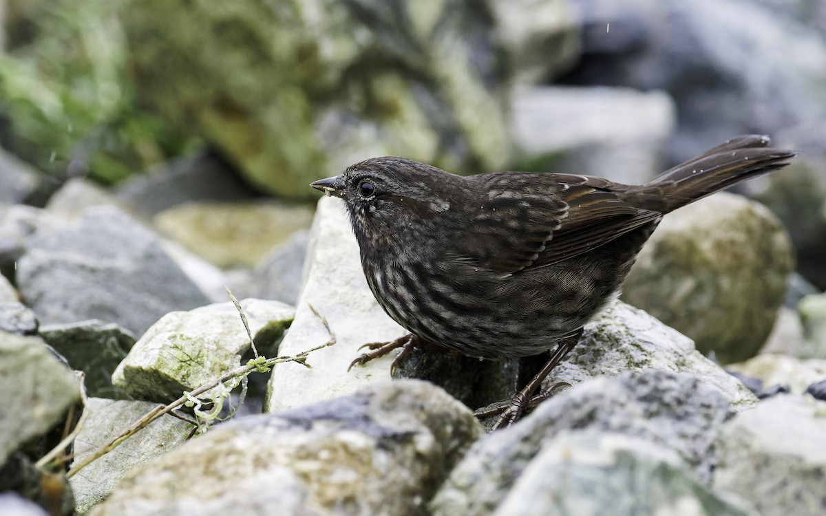 Song Sparrow - ML609558847