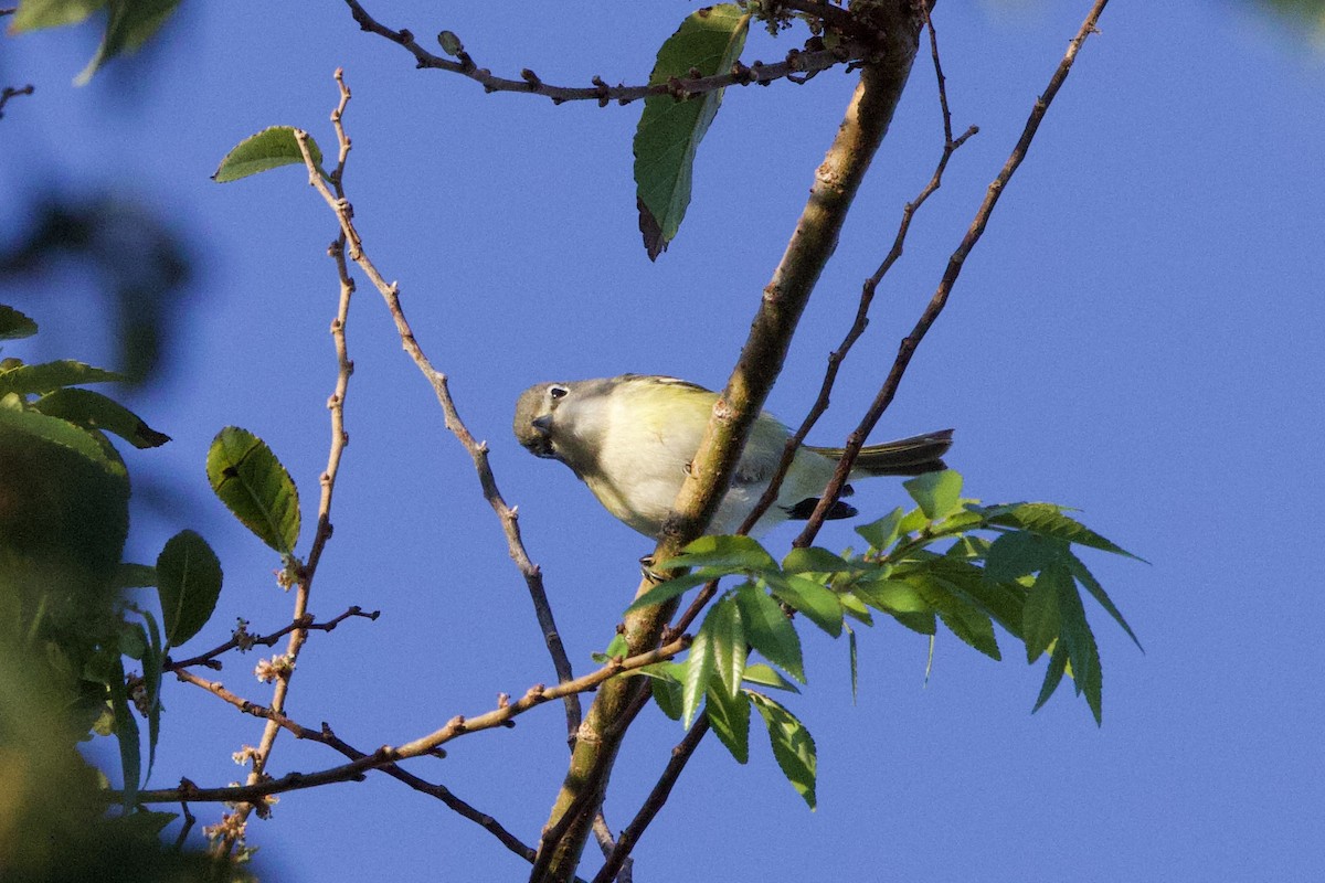 Cassin's Vireo (Cassin's) - ML609558868