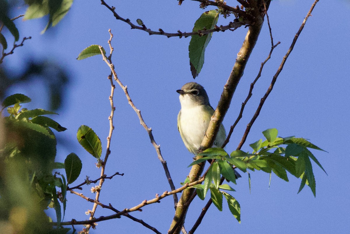 Cassin's Vireo (Cassin's) - ML609558872