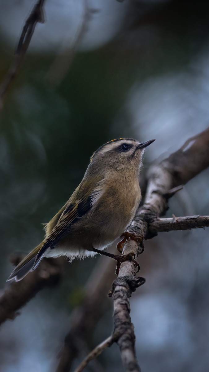 Golden-crowned Kinglet - Ryan Wallace