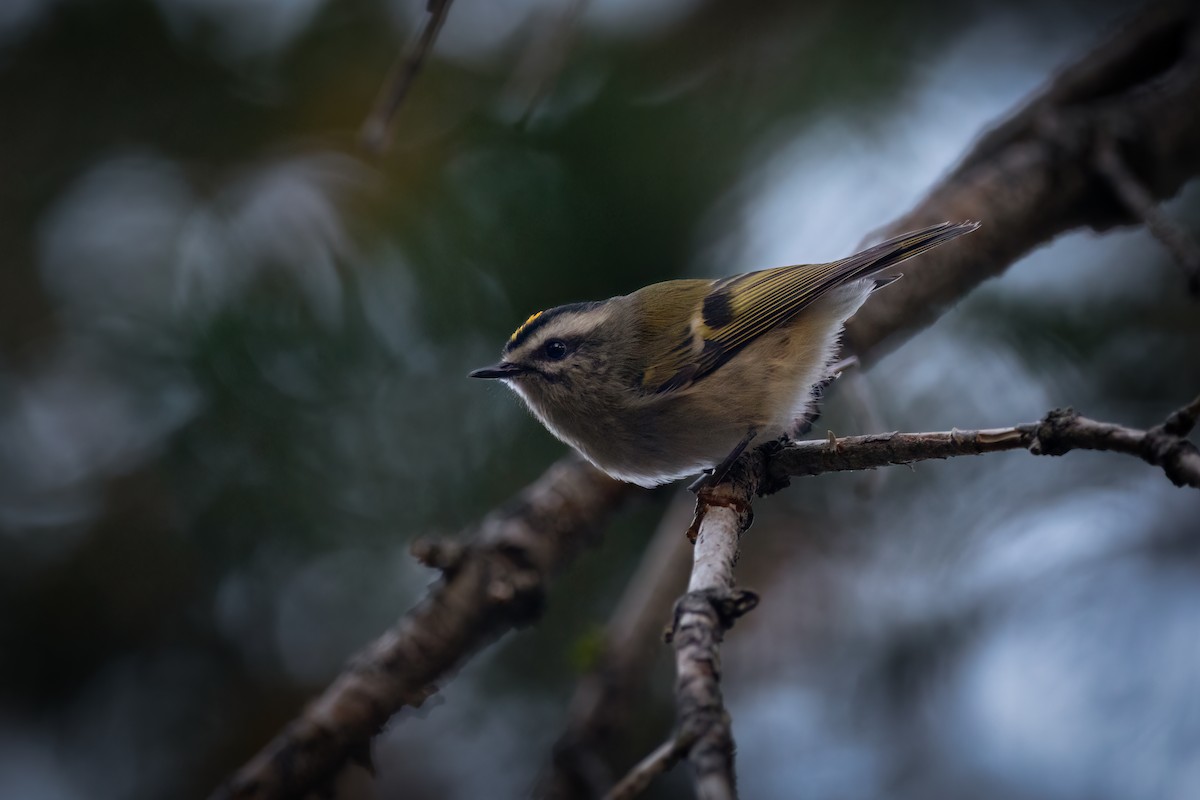 Golden-crowned Kinglet - ML609558907