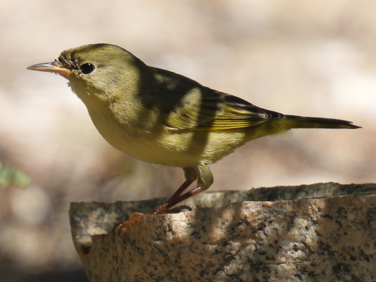 Yellow Warbler - ML609558931