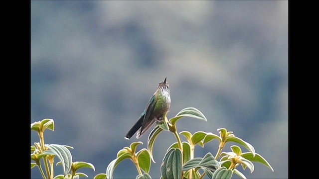 Mountain Avocetbill - ML609558937