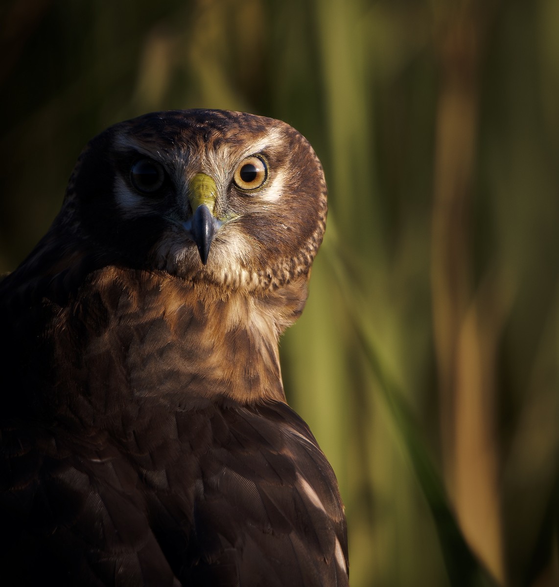 Northern Harrier - Jack Belleghem