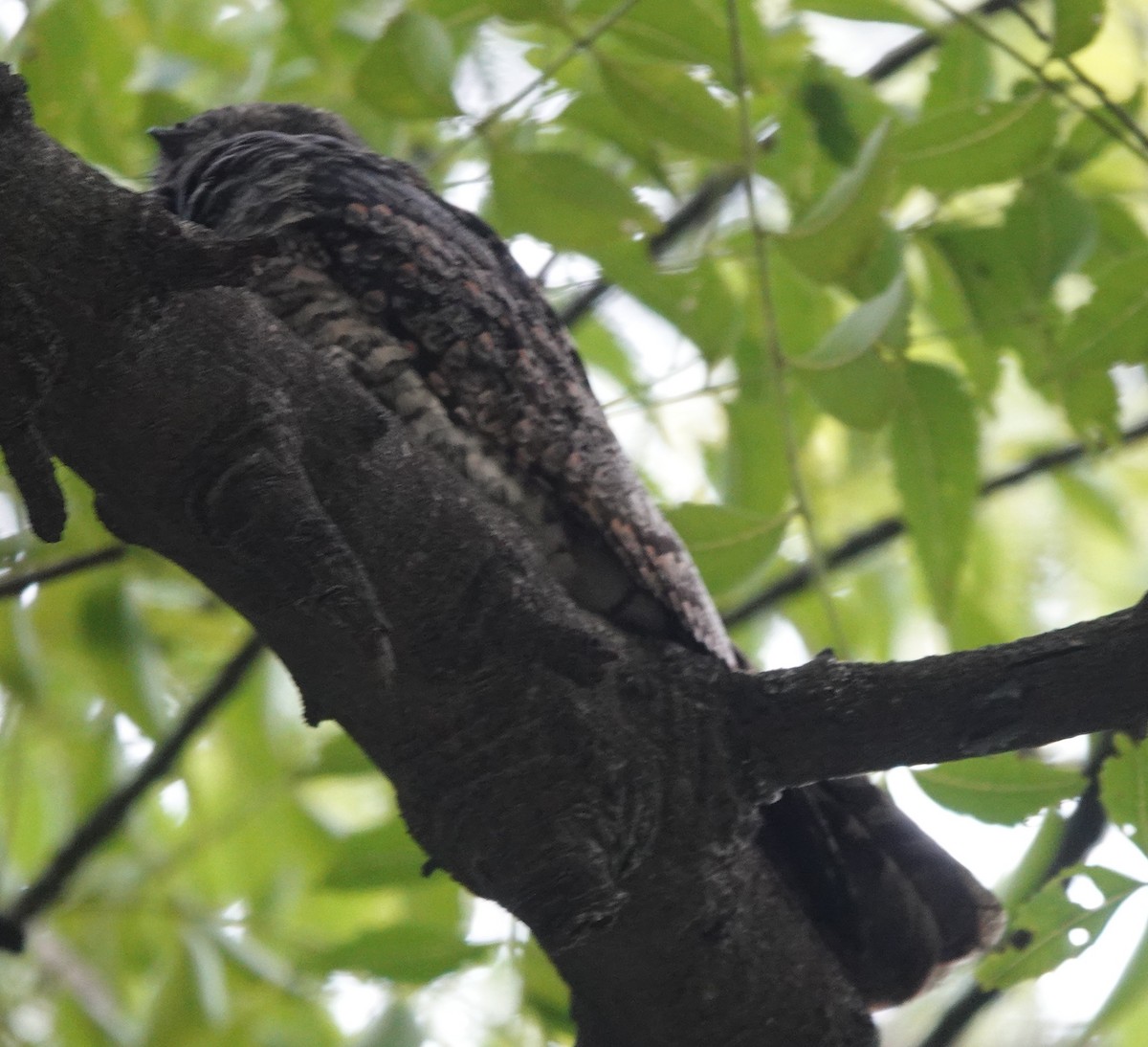 Jungle Nightjar - ML609558976