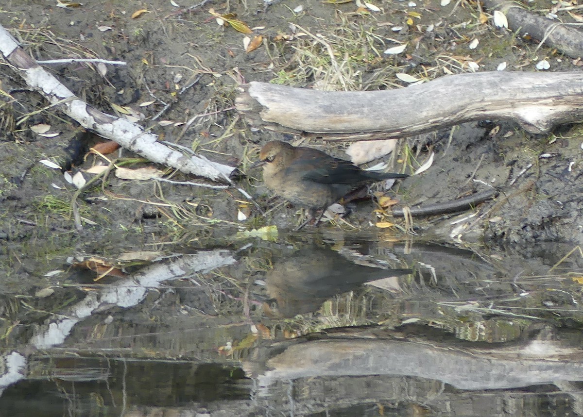 Rusty Blackbird - ML609558998